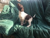 CHIOT