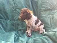 CHIOT