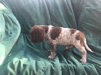 CHIOT
